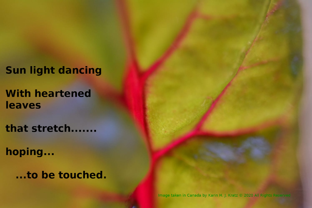 Image of Chard illuminated by sunlight