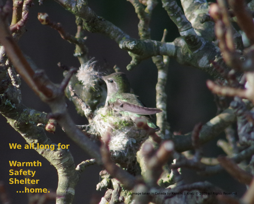 Image of Hummingbird building a nest with fluff