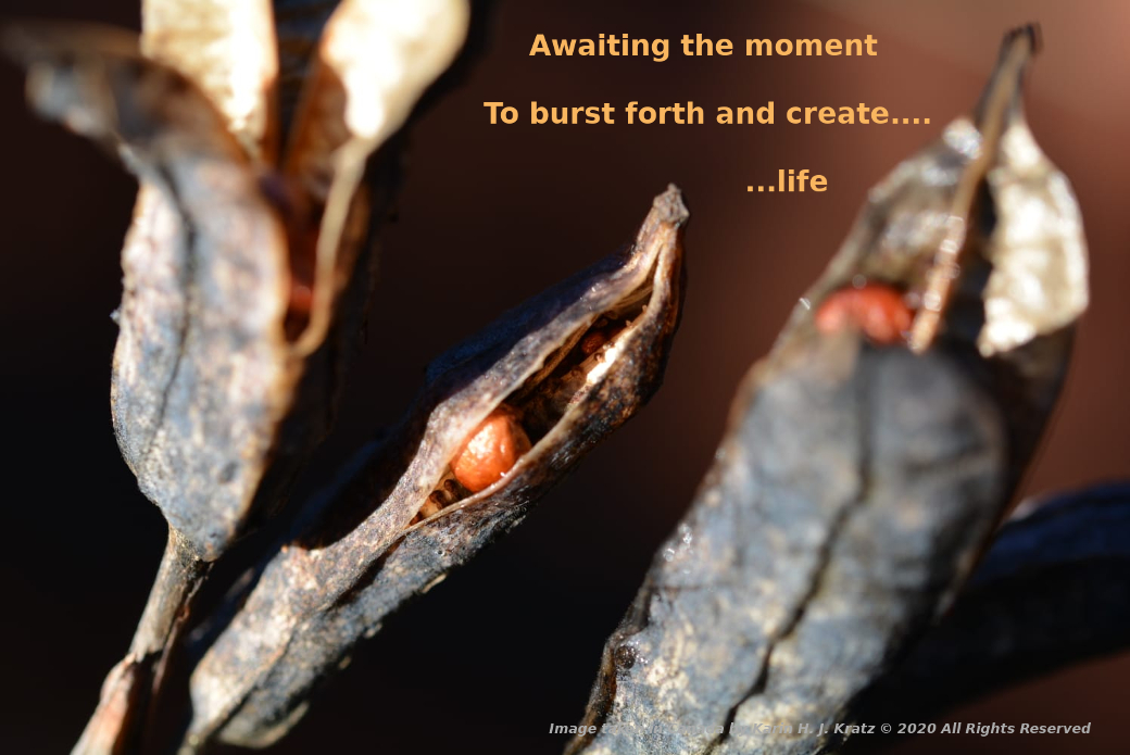 Image of seed pods cracked open