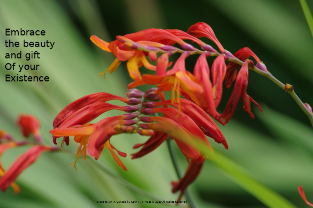 Image of crocosmia in bloom