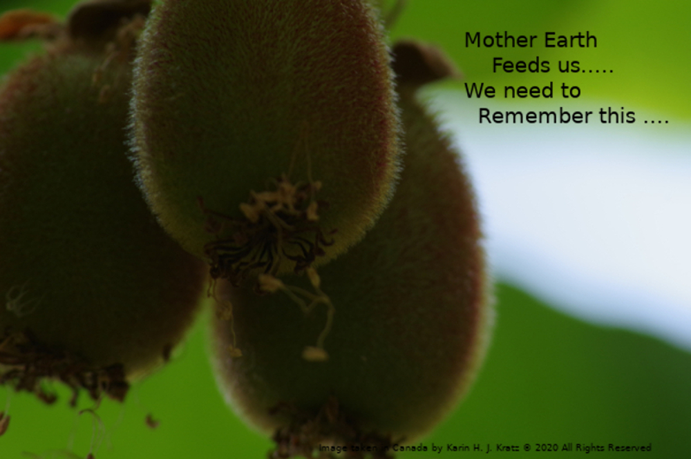 Image of three kiwi fruit hanging from their vine