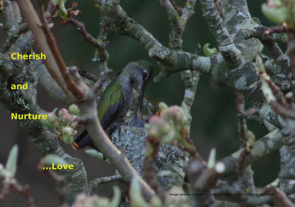 Image of hummingbird feeding twins