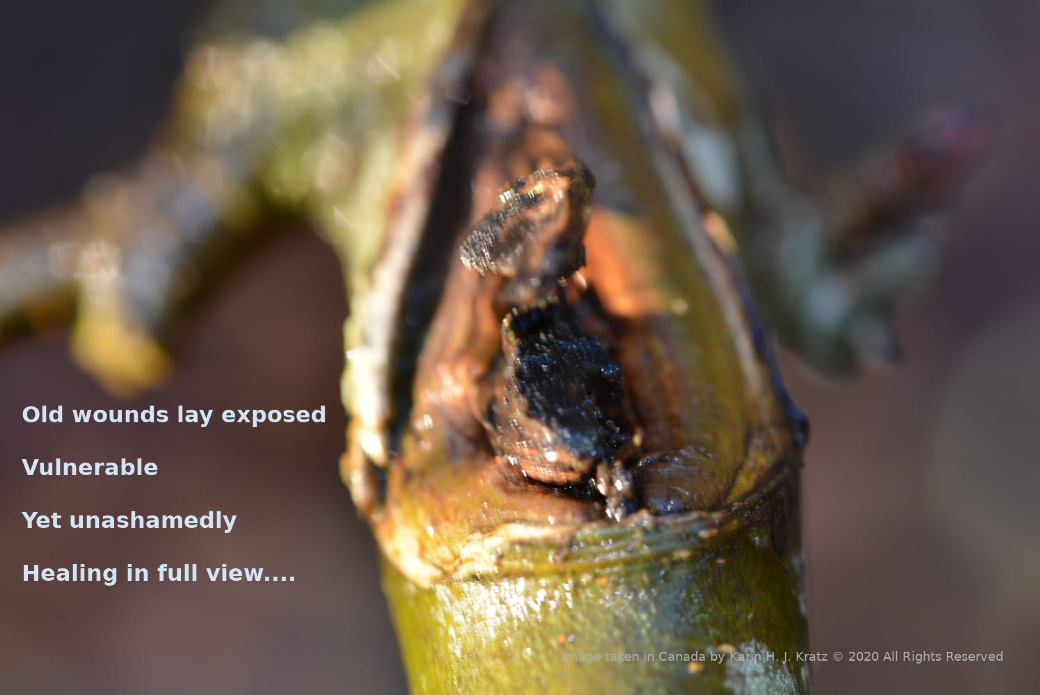 Image of branch with a cankor