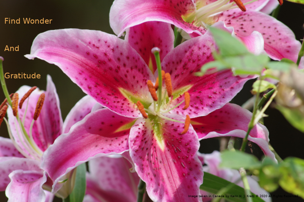 Image of a cluster of stargazer lilies