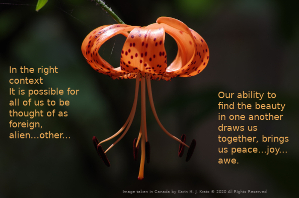 Image of a tiger lily  blossom