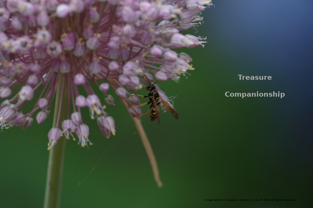 Image of wasp on an onion bloom