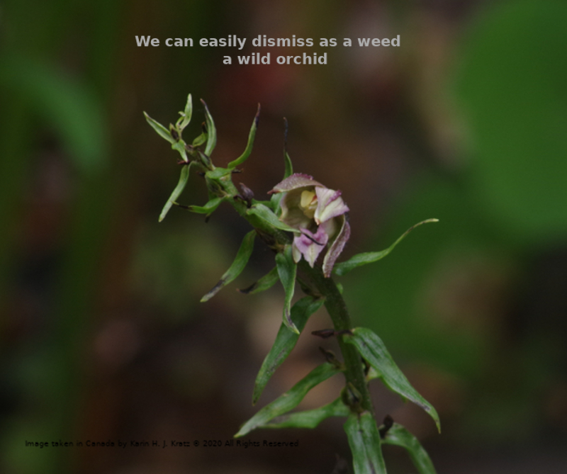 Image of Epipactis helleborine (a Wild Orchid)in bloom